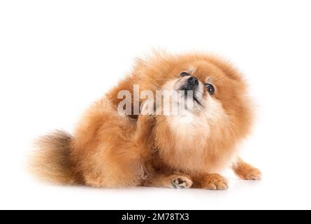 pomeranian senior devant un fond blanc Banque D'Images