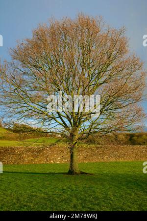 Un arbre solitaire dans le domaine de l'abbaye de Sawley, illuminé par un soleil d'hiver brillant Banque D'Images