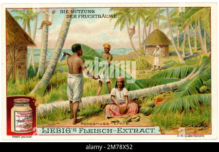 Noix de coco, récolte de noix de coco, représentation sur une image de Liebig Cocos nucifera, (, ), Kokospalme, Ernte der Kokosmüsse, Darstellung auf einem Liebig-Bild Banque D'Images
