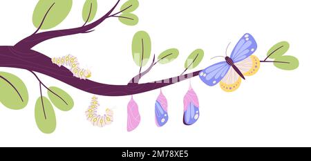 Métamorphose des papillons de la chenille au cocon et insecte avec ailes de couleur. Papillons stades de croissance, biologie cycle de vie processus racy vecteur Illustration de Vecteur