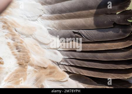 vautour de griffon, Gyps fulvus, détail des ailes, plumes d'ailes primaires, Catalogne, Espagne Banque D'Images