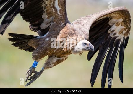 griffon vautour, Gyps fulvus, envol après avoir été encerclé, Catalogne, Espagne Banque D'Images