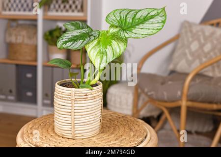 Maison tropicale 'Philodendron Mamei' avec motif argent dans le pot de fleurs de panier sur la table dans le salon de style boho Banque D'Images