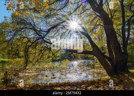 Paysage d'automne avec arbres . Île d'Elagin . Saint-Pétersbourg. Banque D'Images