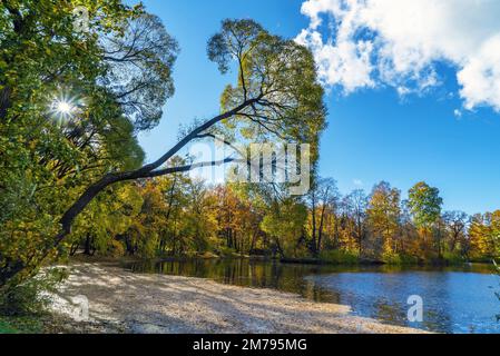 Paysage d'automne avec arbres . Île d'Elagin . Saint-Pétersbourg. Banque D'Images