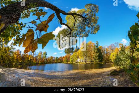 Paysage d'automne avec arbres . Île d'Elagin . Saint-Pétersbourg. Banque D'Images