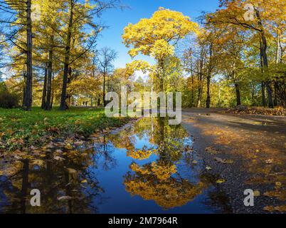 Paysage d'automne avec arbres . Île d'Elagin . Saint-Pétersbourg. Banque D'Images