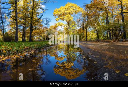 Paysage d'automne avec arbres . Île d'Elagin . Saint-Pétersbourg. Banque D'Images