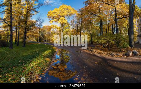 Paysage d'automne avec arbres . Île d'Elagin . Saint-Pétersbourg. Banque D'Images