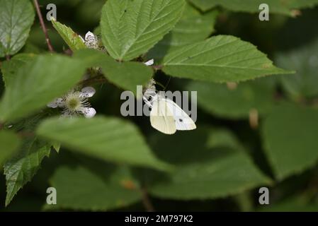 Femelle petit papillon blanc (Pieris rapae) en profil gauche avec Proboscus à l'intérieur d'une fleur sauvage blanche contre des feuilles vertes ensoleillées en juillet au Royaume-Uni Banque D'Images