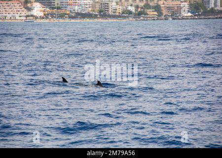 Dauphin à gros nez ( Tursiops truncatus ) dans la mer lors d'une excursion d'observation des baleines au large de la côte de Ténérife, Espagne Banque D'Images