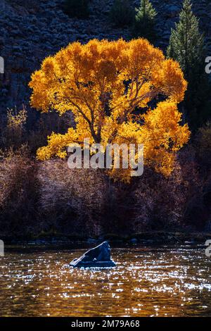 Feuilles d'arbre de coton doré en automne; Gunnison River; Colorado; États-Unis Banque D'Images