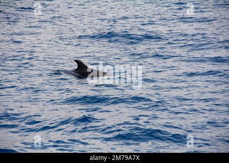 Dauphin à gros nez ( Tursiops truncatus ) dans la mer lors d'une excursion d'observation des baleines au large de la côte de Ténérife, Espagne Banque D'Images