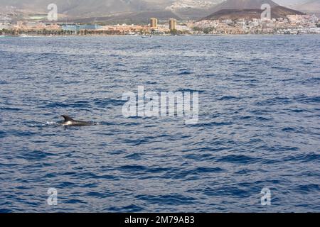 Dauphin à gros nez ( Tursiops truncatus ) dans la mer lors d'une excursion d'observation des baleines au large de la côte de Ténérife, Espagne Banque D'Images