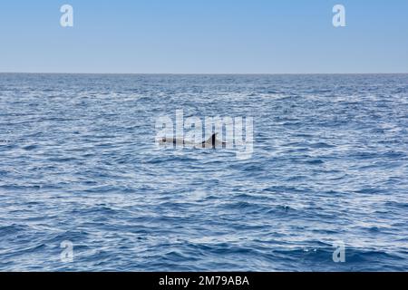 Dauphin à gros nez ( Tursiops truncatus ) dans la mer lors d'une excursion d'observation des baleines au large de la côte de Ténérife, Espagne Banque D'Images