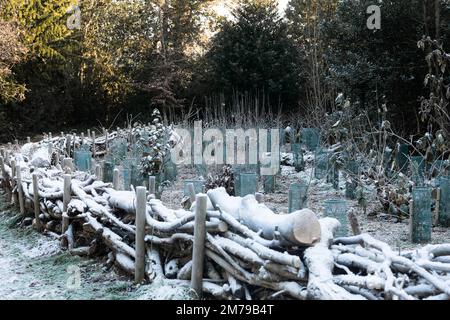 Couverture de neige en bois mort écologique rempli de branches et de rondins avec petit coppice derrière planté de noisettes dans les arbres de garde, Royaume-Uni Banque D'Images