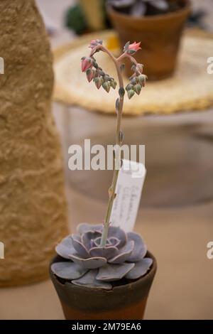 Echeveria Lilacina en fleurs. Plante potter succulente. Mise au point sélective sur les fleurs Banque D'Images