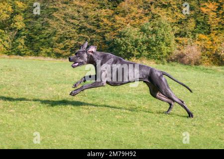 Blue Great Dane, l'un des plus grands chiens de races, mâle, courant avec joug et plein de puissance dans un pré d'herbe verte en automne, Allemagne Banque D'Images