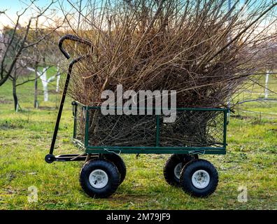 Chariot de jardin en métal rempli de branches d'arbre. Banque D'Images