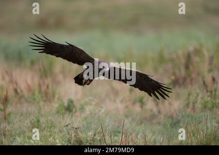 Aigle à tête blanche (Clanga pomarina) en vol, Mecklembourg-Poméranie-Occidentale, Allemagne Banque D'Images