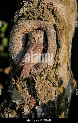 La chouette de Tengmalm (Aegolius funereus), adulte, sur l'arbre, alerte, en dehors du creux de l'arbre, Forêt de Bohême, République tchèque Banque D'Images