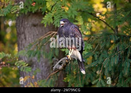 Faucon de Harris (Parabuteo unicinctus), adulte, non coloré, appelant, automne, Sur l'arbre, Alert, Forêt de Bohême, République tchèque Banque D'Images