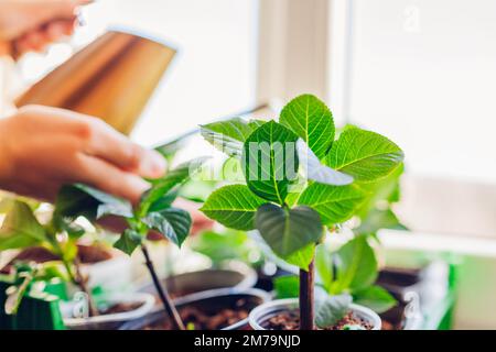 Arrosage des boutures d'hortensias avec arrosoir. Hortensias croissants sur le rebord de la fenêtre. Jardinage à la maison. Gros plan de l'usine Banque D'Images