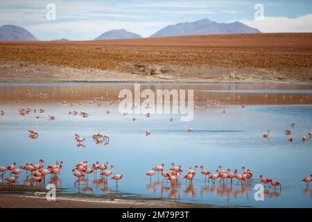 Flamangas (Phoenicoptéridae) à Laguna Hedionda, Reserva Nacional de Fauna Andina Eduardo Avaroa, Departamento Potosi, Bolivie Banque D'Images