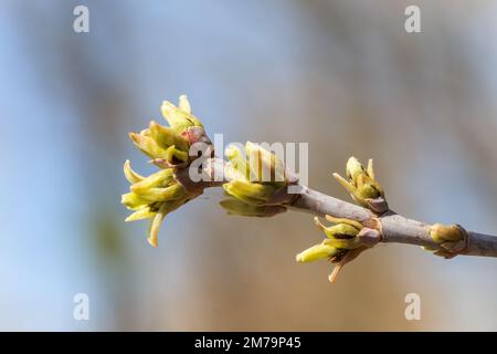 Cornus officinalis, cornel japonais ou cerise cornélienne japonaise ou cerises cornéennes au début du printemps. Boutons jaunes prolongés sur les arbres de près. U Banque D'Images