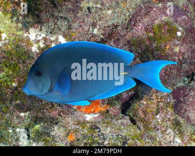 Tenon bleu de l'Atlantique (Acanthurus coeruleus) . Site de plongée John Pennekamp Coral Reef State Park, Key Largo, Florida Keys, Floride, États-Unis Banque D'Images