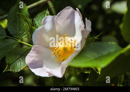 Rosa xanthina en fleur, photo à l'arboretum. Banque D'Images