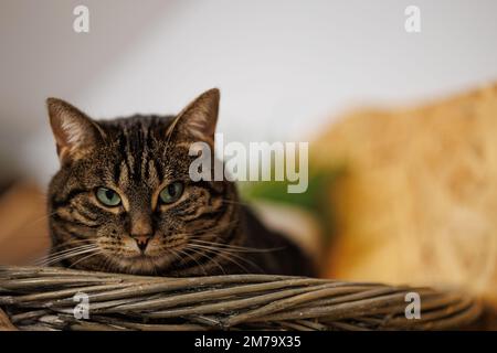 Magnifique portrait de chat Tabby décontracté Banque D'Images