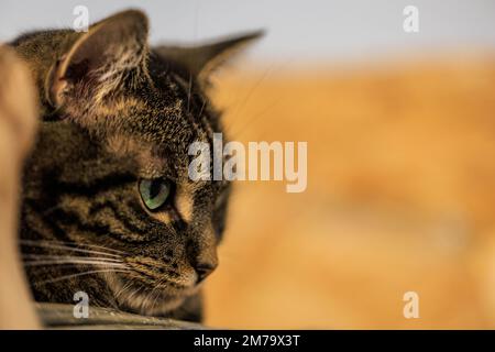 Magnifique portrait de face de chat en profil. Banque D'Images