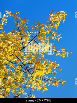 Populus tremula, appelé comme tremble commune, peuplier eurasien, peuplier faux-tremble européen, ou tremble, vue de paysage automnale, branche jaune sur fond bleu ciel Banque D'Images