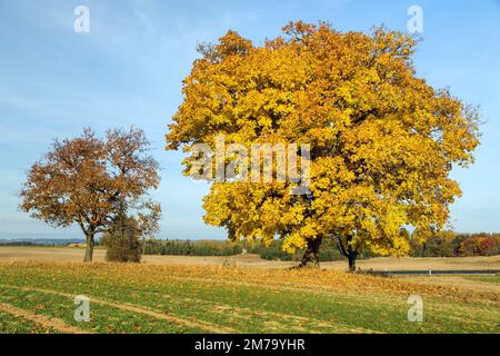 arbres à feuilles caduques de couleur automnale, érables avec route rurale, vue sur le paysage automnal Banque D'Images