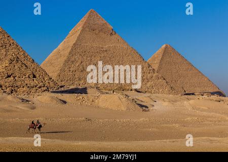 Chameaux devant les grandes pyramides de Gizeh, Égypte Banque D'Images