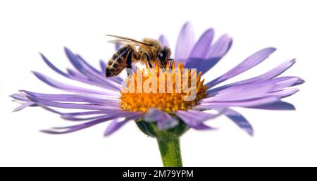 Abeille ou abeille en latin APIs mellifera, abeille européenne ou occidentale assise sur la fleur violette bleue ou violette isolée sur fond blanc Banque D'Images
