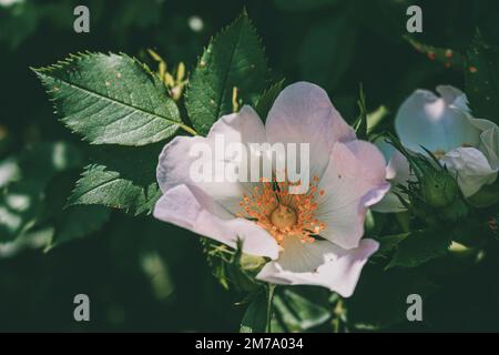 Rosa xanthina en fleur, photo à l'arboretum. Banque D'Images