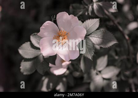 Rosa xanthina en fleur, photo à l'arboretum. Banque D'Images