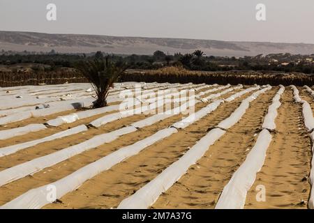 Petites serres de tunnels en plastique dans le village d'Al Hayz, en Égypte Banque D'Images