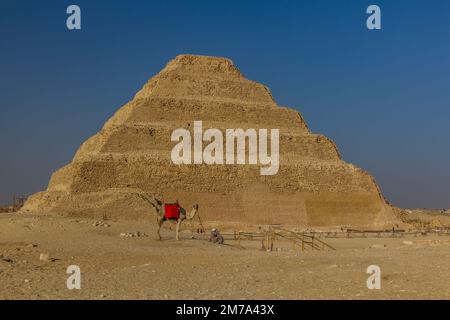 Chameau en face de la Pyramide de Djoser (Zoser) à Saqqara, en Égypte Banque D'Images