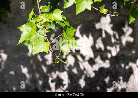 Détail des feuilles vertes d'une vigne illuminée par le soleil, et son ombre sur le mur derrière Banque D'Images