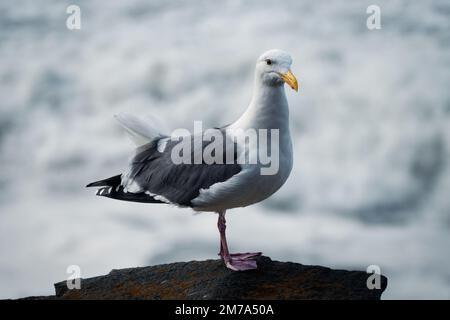 Portrait d'une mouette Banque D'Images