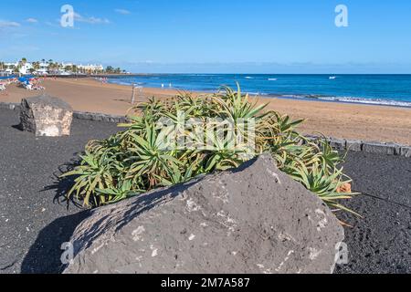 Puerto del Carmen, Espagne - 28 novembre 2022 : immense plante d'Aloe vera cultivée sur l'île de Lanzarote à la plage publique et la promenade Playa de los P Banque D'Images
