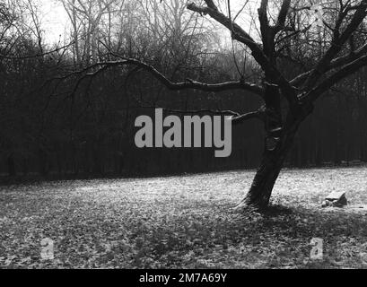 Hiver atmosphère forêt de métal noir, sombre atmosphère d'horreur Banque D'Images