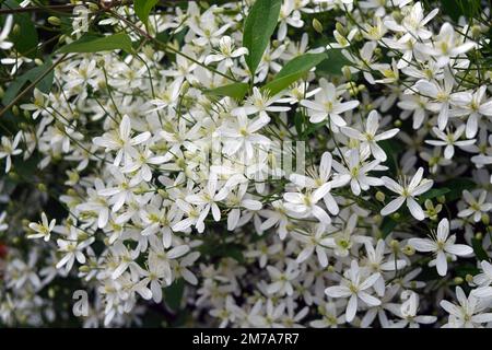 Belle Clematis armandii également appelé Armand clematis ou encore clématis à feuilles persistantes, vitalité emblématique, joie du voyageur, bower de vierge, barbe de vieux hommes. Banque D'Images