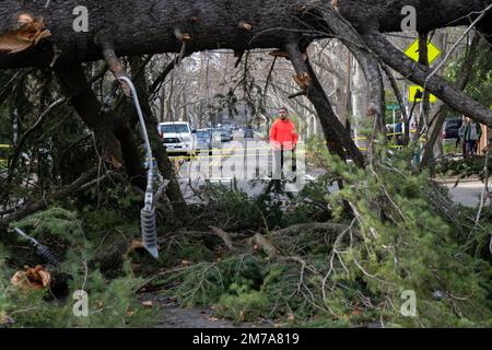 Sacramento, Californie, États-Unis. 8th janvier 2023. Les résidents de l'est de Sacramento voient des arbres bloquant H Street et 36th Street à Sacramento, le dimanche 8 janvier 2023 après la tempête aa le samedi soir. (Image de crédit : © Paul Kitagaki Jr./ZUMA Press Wire) Banque D'Images