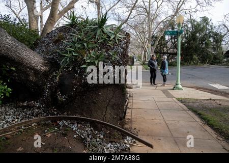 Sacramento, Californie, États-Unis. 8th janvier 2023. Les résidents de l'est de Sacramento voient des arbres bloquant H Street et 36th Street à Sacramento, le dimanche 8 janvier 2023 après la tempête aa le samedi soir. (Image de crédit : © Paul Kitagaki Jr./ZUMA Press Wire) Banque D'Images