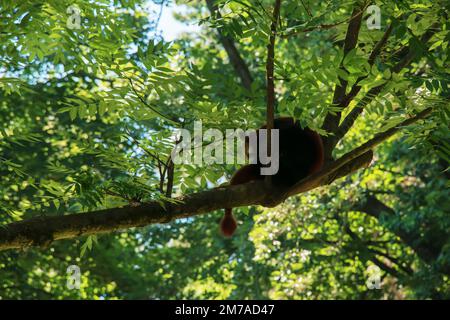 Gros plan d'un koala, Phascolarctos cinereus, sur un arbre au zoo de Bojnice en Slovaquie. Koala en plein air. Banque D'Images