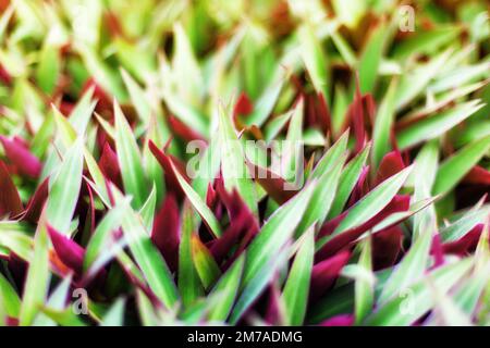 Vert violet herbe lames texture flou arrière-plan gros plan, Tradescantia, Rhoeo spathacea, nénuphars, Moses Cradle, huître, feuilles, feuillage Banque D'Images